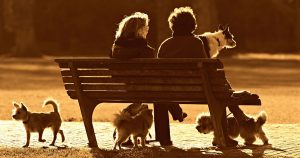 two people sitting on a bench with dogs playing around them