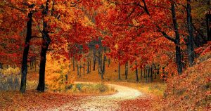 A path at fall, surrounded by trees with orange and yellow leaves